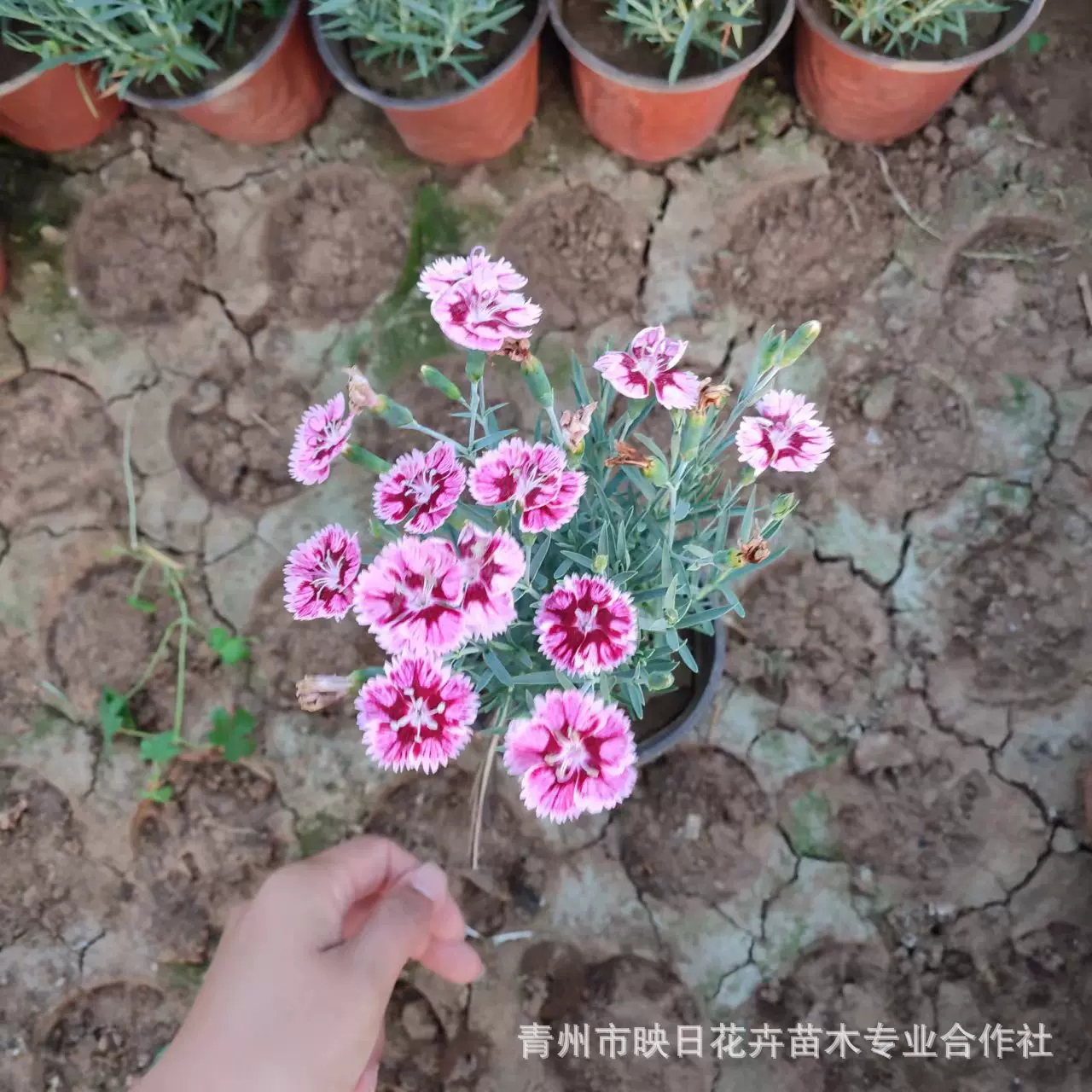 彩虹石竹花盆栽苗 开花草坪常夏石竹 耐寒旱苗圃批发宿根地被花卉