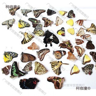 New Genuine Butterfly Specimen, Swallowtail Butterfly, Original Butterfly A1 Quality, Children's Creative Handmade Tools, Kometai