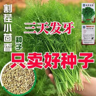 Cut Stubble Fennel Seeds, Cumin Seeds, Four-Season Vegetable Seeds, High-Yielding Balcony Potted Farm Vegetable Seeds