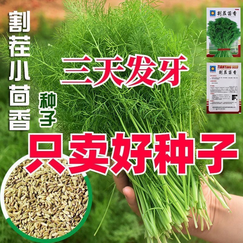 割茬茴香种子小茴香种籽四季蔬菜种子大全高产阳台盆栽农家菜种孑