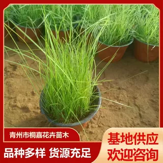 花海造景观赏粉黛乱子草工程杯苗 园林绿化毛芒粉黛乱子草盆栽苗