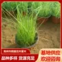 观赏园林工程粉黛造景