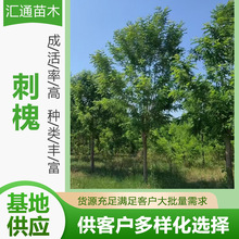10-20公分刺槐庭院乔木工程绿化苗木绿化行道树刺槐树苗厂家供应