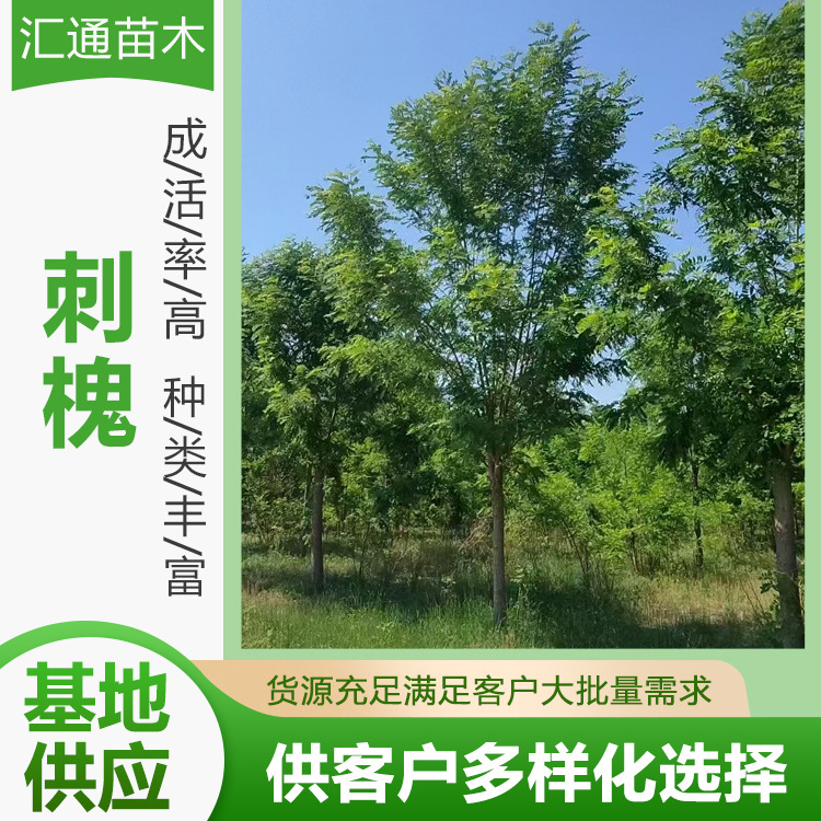 10-20公分刺槐庭院乔木工程绿化苗木绿化行道树刺槐树苗厂家供应