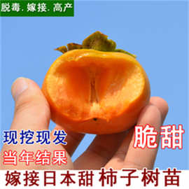 太秋脆甜柿子树苗庭院果树火晶牛心柿子树矮化嫁接苗北方耐寒大树