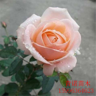 Base Nursery Direct Sales Sun and Moon Chunniao Rose Flower Seedlings Rose Potted Green Plants Rose Large and Small Seedlings Wholesale