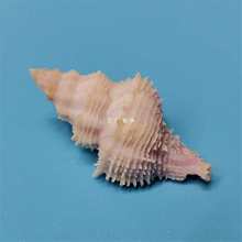 天然稀有海螺贝壳菲氏花仙螺标本收藏鱼缸水族造景装饰寄居蟹替换
