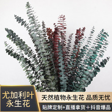 永生尤加利铜钱按桉树苹果叶干花束家居装饰批发花材跨境浴室装饰