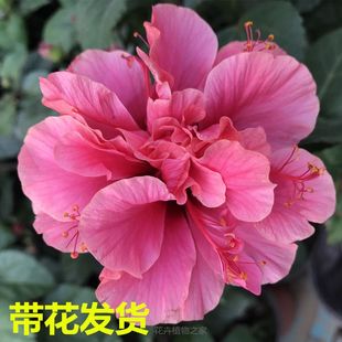 ����ľ�Ȼ����Է�ɣ���ذ�ͥԺ����ļ��_��ֲ���̨��t����