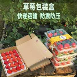 草莓盒子包装盒快递专用纸盒高档带托水果打包防震可批发透明礼盒