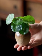 ����������С�ײ廨�� ˮ��ֲ�ﻨƿ�~�X�ݾG�}�����͏d����