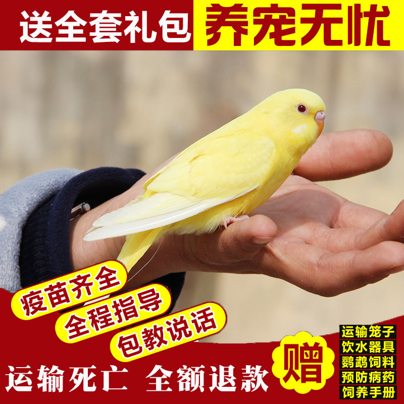 부유한 노란색과 빨간색 눈(Bao Xue의 말)이 시작하는 방법을 가르쳐 줄 수 있습니다.