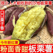 新鲜现挖陕西临潼沙地板栗红薯农家自种干面黄白心番薯产地直销