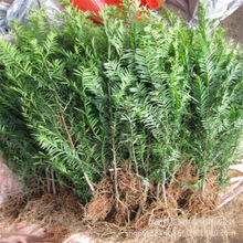 ؁tɼС20-40cm tɼ ՚  ~ɫ