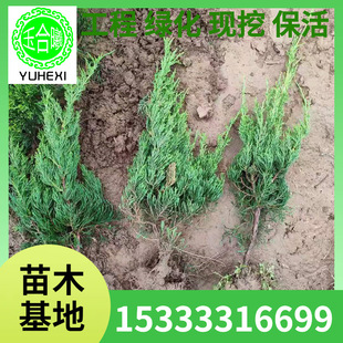 Wholesale Base of Cypress Seedlings for Garden Workers, Evergreen Ornamental Plants for All Seasons, Courtyard Decorative Bonsai Cypress Balls