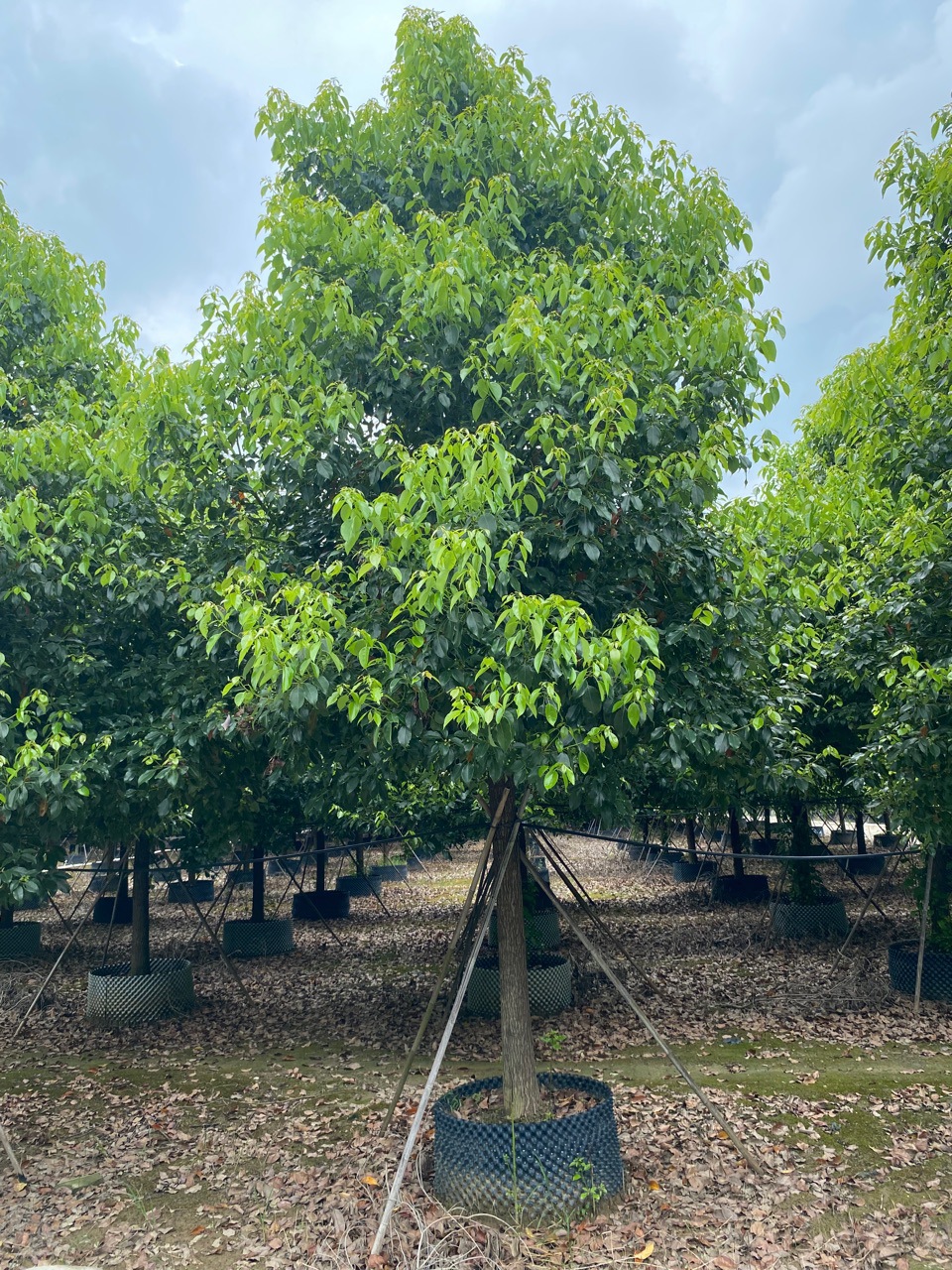 乔木香樟树大小叶香樟树樟树苗四季常青庭院种植地栽工程绿化-阿里巴巴