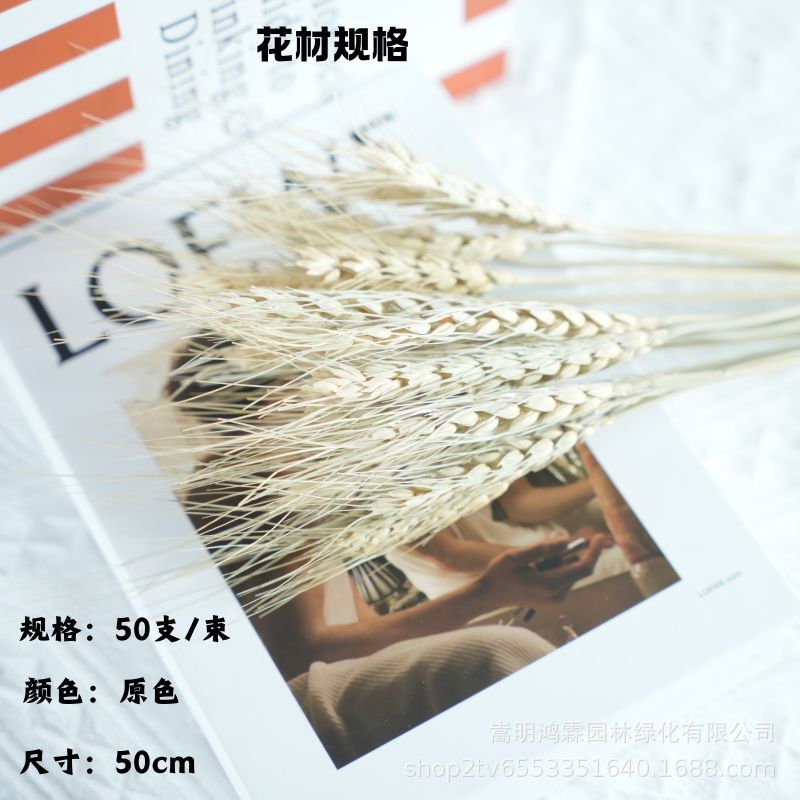 오리지널 컬러 보리 50개/번들