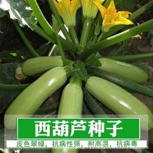 西葫蘆種子高產蔬菜種子室內四季易種家庭陽台盆栽蔬菜籽耐寒抗病