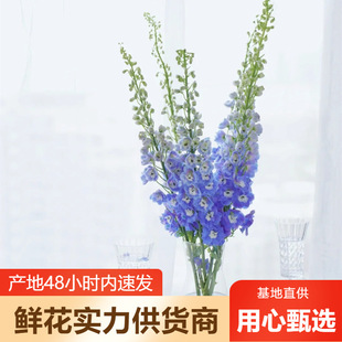 Dafeiyan Flower Wholesale Delphinium Flower Base Direct Batch Wedding Decoration Flower Shop Stall Flower Community Supply