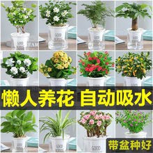 幼儿园绿植小盆栽小型室内适合家养的植物花花草草文竹绿萝盆景树