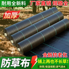 ���ͷ��ݲ����ݲ����ϻ����@�����w���غ��r�È@ˇ�ز��Bˮ�ڲݲ�