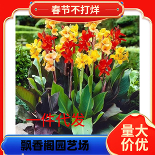 һ�����l���˽��N��ˮ�Bˮ�໨����������ͥԺ����ֲ�ﻨ�������