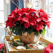 ����t��һƷ�t���Ի����滨ֲ�ﻨ���}�Q���������҃ȴ�tɫ�[��