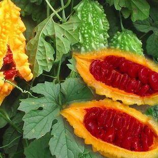 ه���Ѱ]���ѷN�ӷN�ѽ�����S���С�]�ϷN����������ļ��߲˷N