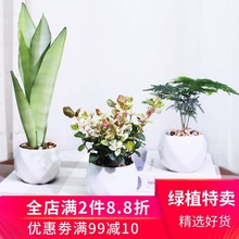 北欧风陶瓷盆栽绿箩发财树文竹虎皮兰室内绿植净化空气植物盆栽ot