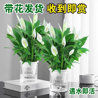 白掌一帆风顺盆栽水培植物绿萝箩花卉室内花绿植红掌发财树