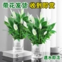 一帆风顺植物水培盆栽发财树