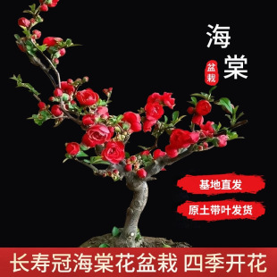 �̨�ձ��L�۹��ذ꺣�Ļ� ����ֲ�ﻨ���Ϙ��ļ����B���z����