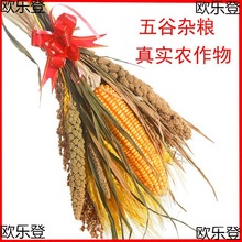 农家乐装饰玉米麦穗水稻高粱小米干花蔬菜五谷杂粮真实农作物挂件