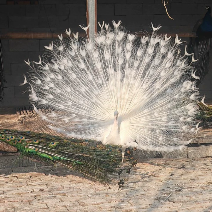 Живой синий павлин с раскрытыми перьями, белый павлин для декоративных целей, оптовая продажа павлинов с раскрытыми перьями, белый павлин с доставкой до двери.