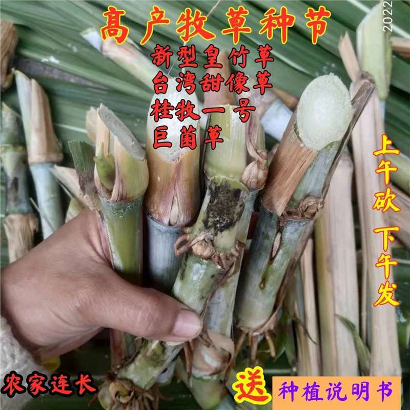 无毛甜象草3号种节新型皇竹草高产耐寒多年生种子四季牧草