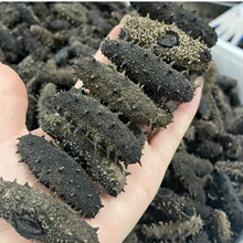 大连纯淡干辽刺淡干海参干货散装海参礼盒装非即食非糖干参