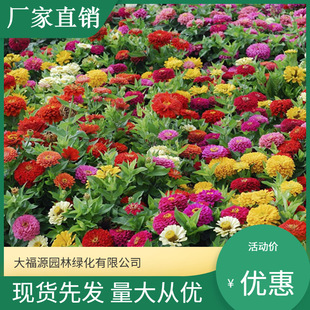 Base Wholesale Zinnia Flower Seedlings, Colorful Double Zinnia Chrysanthemum Garden, Large Quantity, Favorable Price