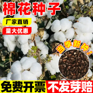 �޻��N�ӑНh�����޷N���ļ��Nֲ�߮a�׻�x�������ز��޻��N��