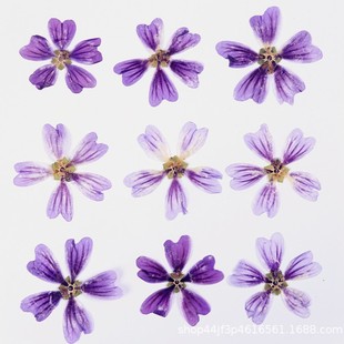 Hollyhock Dried Flower Embossed Flower Nail Art and Beauty Materials Natural Real Flower Plant Specimen Glue Handmade Materials