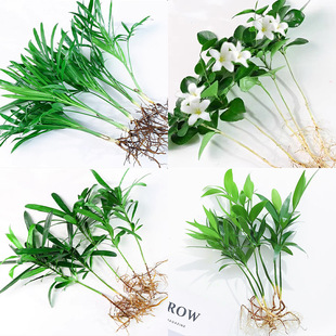 ���������Ի�������Ҭ��С��������k��������Gֲˮ��ֲ�Ｊ���t