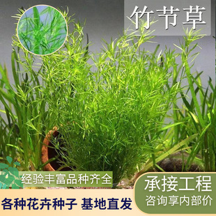 Bamboo Grass Direct from the Source, Indian Small Bamboo Grass Seedlings, Real Aquatic Plants, Shade-Tolerant Propagation, Landscaping, Ornamental Wetland Greening