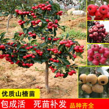 ɽ高�������Ե����Ϸ�����ͥԺ�Nֲ�ش�ɽ��箔��Y���䎧����