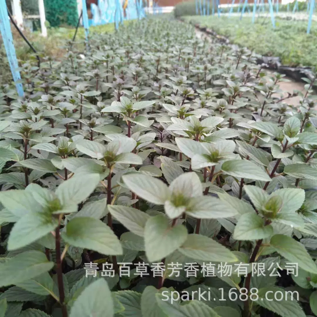 Ароматические растения рассада мяты перечной в горшках все виды рассады мяты перечной рассада мяты в горшках съедобная мята перечная