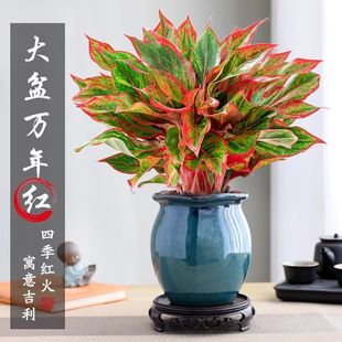 �����f��t���Լ�������Gֲ�҃��ļ����B����ֲ��t�ƾ����