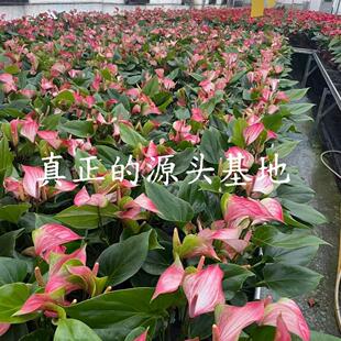 ���Sķ���Ʒ��Ƽt�ƻ��Q�������҃Ⱥ��B�Gֲ�_��ˮ�໨�����ֲ��