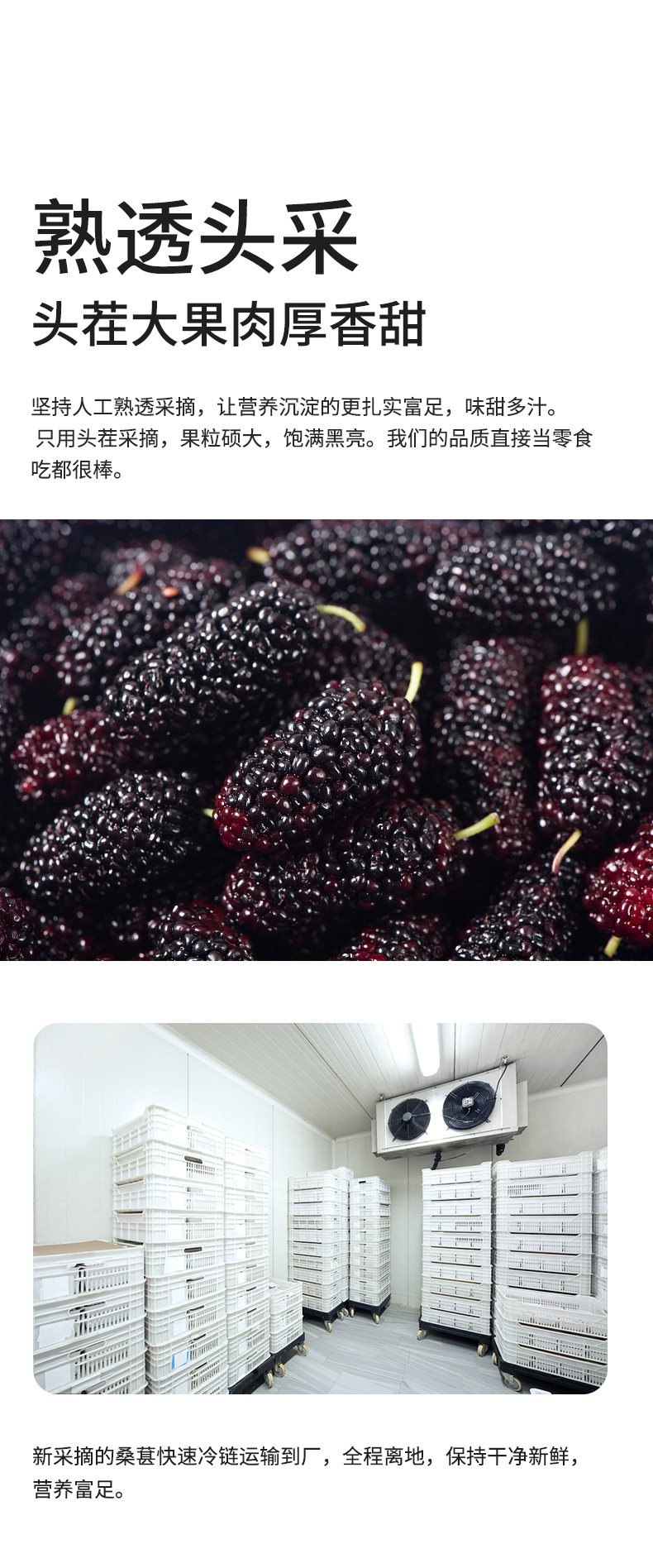 Dried Mulberry Fruit Tea Sang Shen Zi 400g Canister Sichuan Herbal Wellness Tea specifications