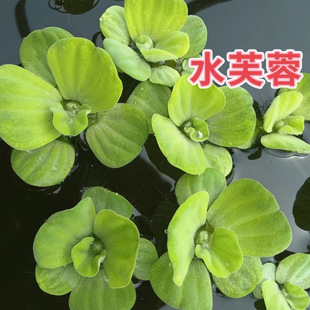 Water Hibiscus, Water Hyacinth, Lazy Water Purification, Water Quality, Shrimp Fish Tank, Landscaping, Aquatic Plants, Hydroponics, Water Surface, Indoor