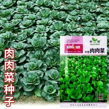 好吃四季香肉肉菜种子35天可采收耐寒耐热春秋播种青菜蔬菜种籽孑