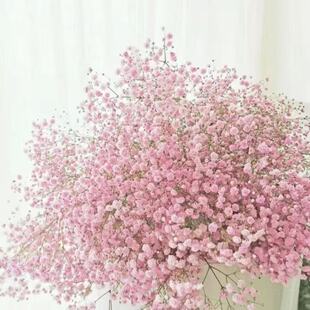 Gypsophila Flower Seeds Potted Seeds Are Easy to Grow in All Seasons and Are Easy to Live Indoor and Outdoor Balcony Florals and Plants. Free Shipping