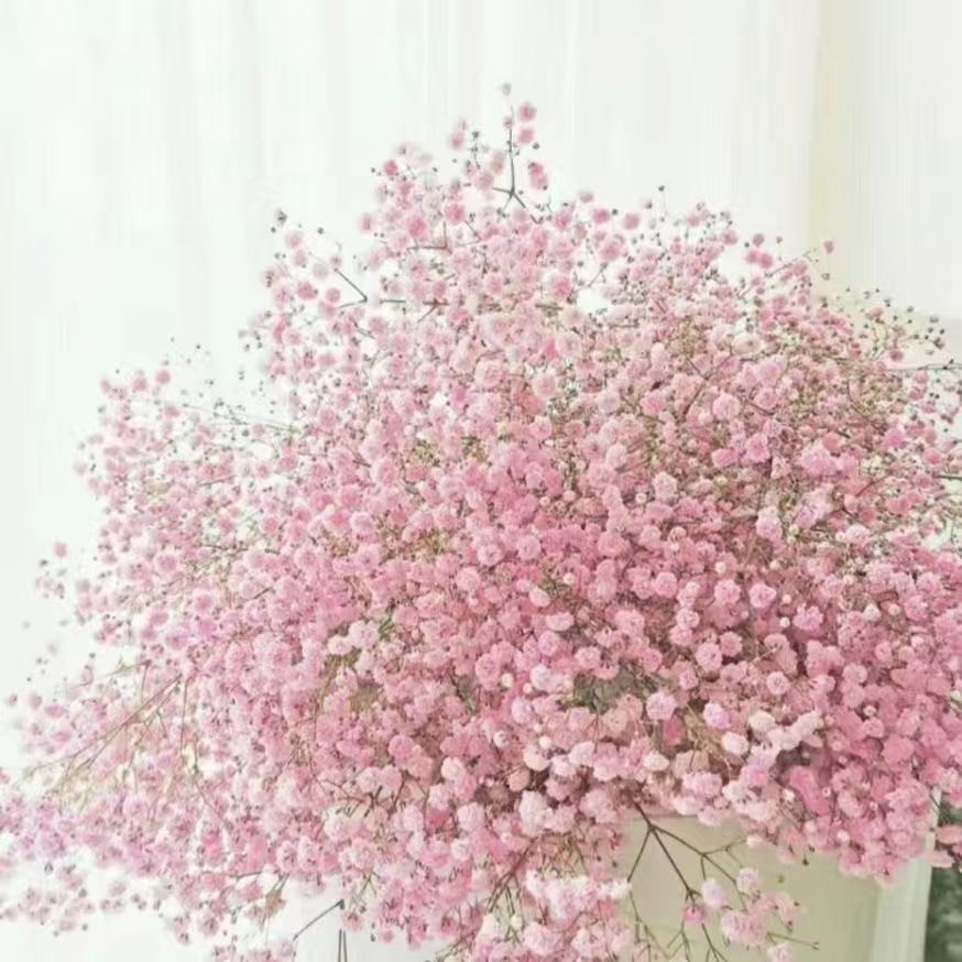 满天星花籽盆栽种子四季易种易活室内外阳台花卉花草种孑籽包邮